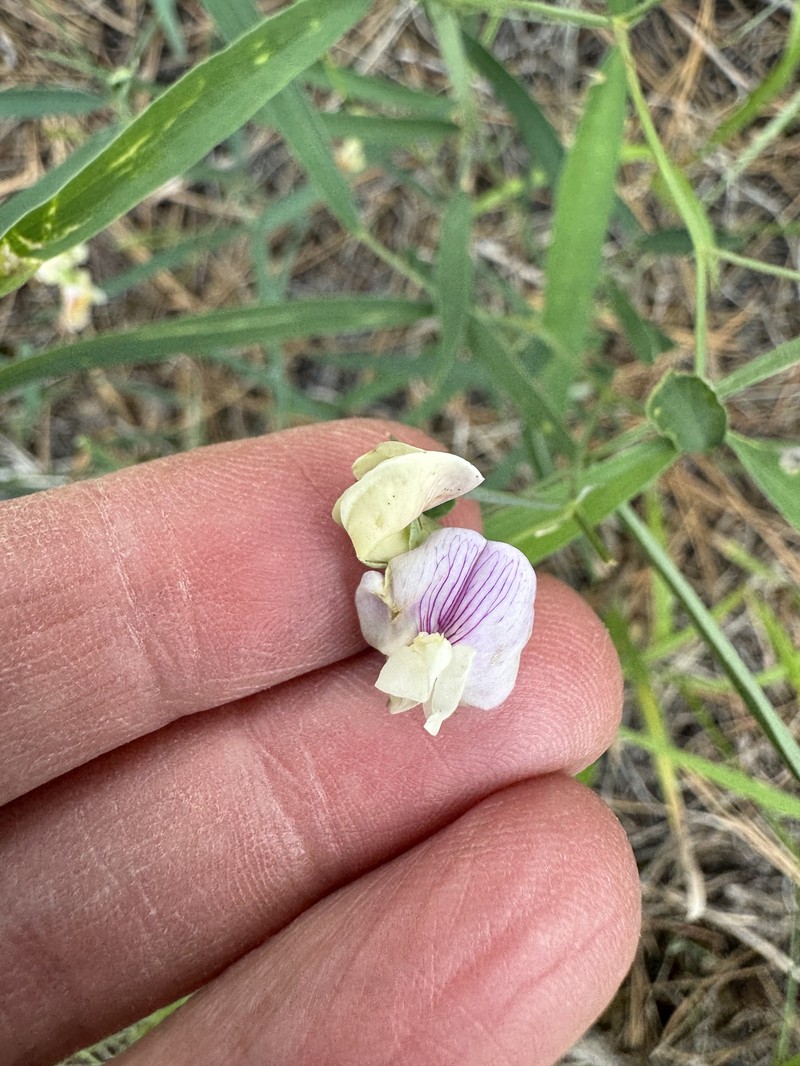 Lathyrus lanszwertii var. arizonicus photo 5