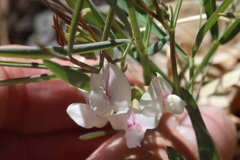 Lathyrus lanszwertii var. arizonicus photo 6