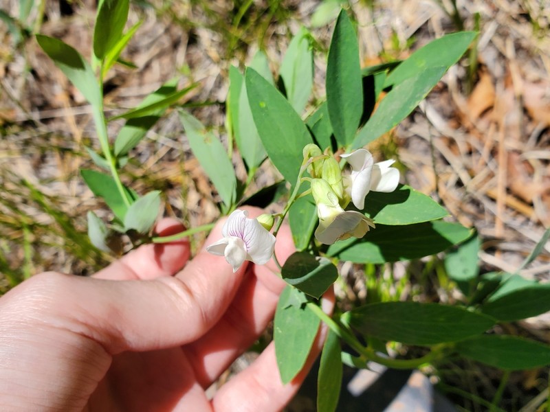 Lathyrus lanszwertii var. arizonicus photo 7