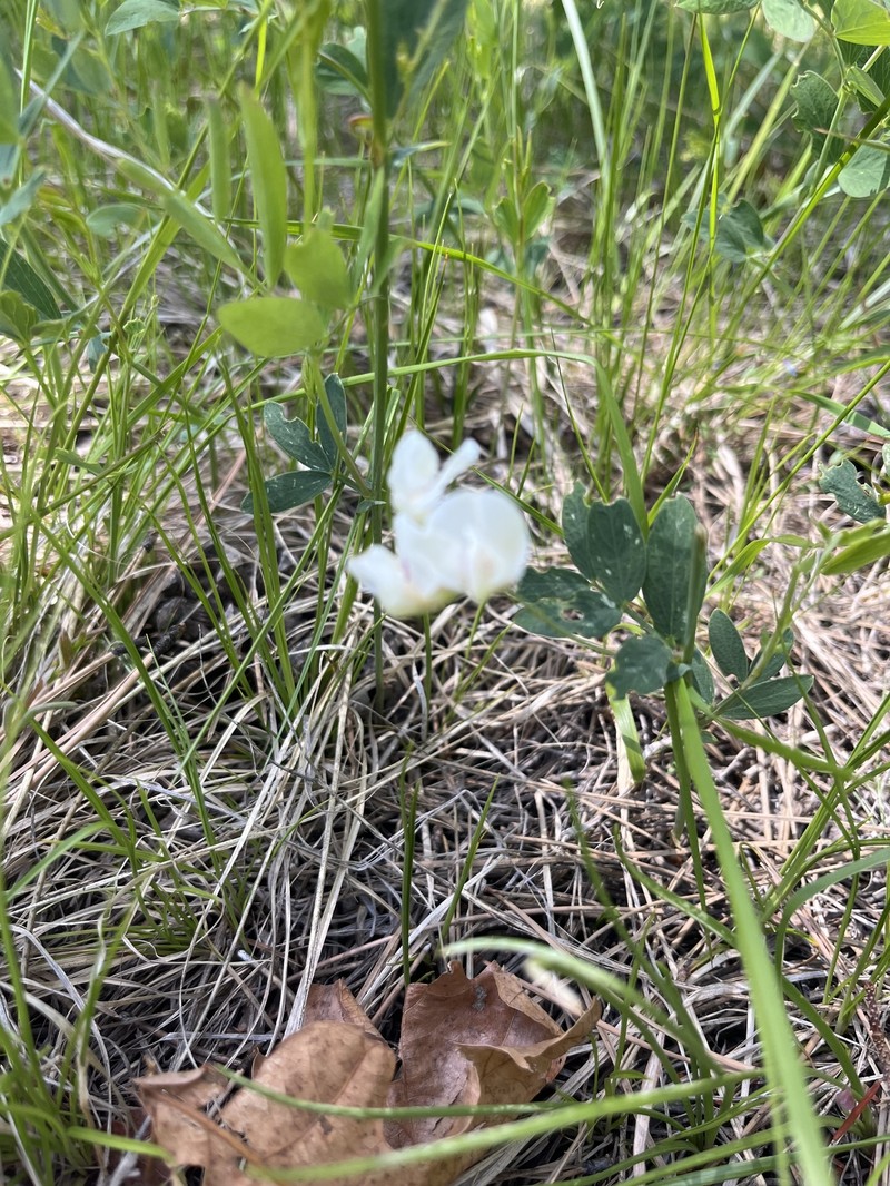 Lathyrus lanszwertii var. arizonicus photo 8