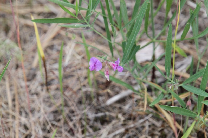 Drypark Pea