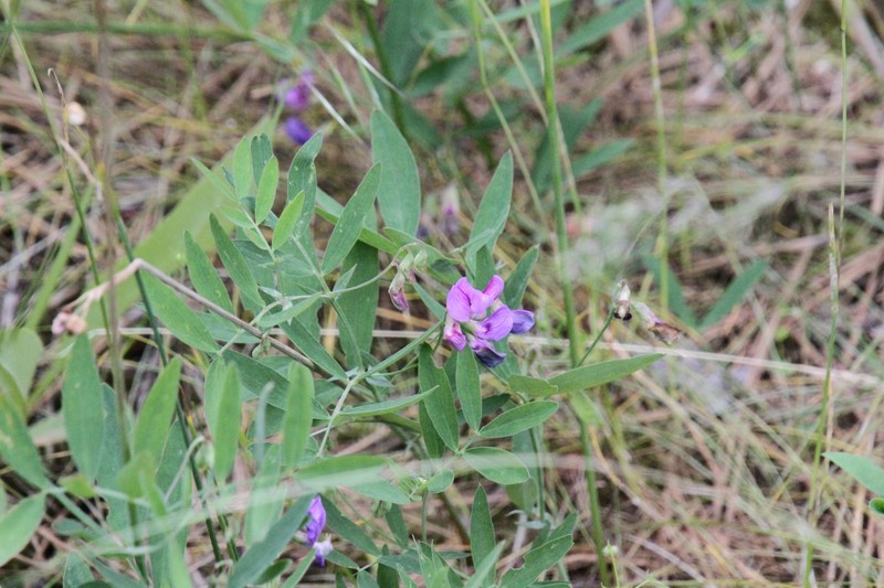 Drypark Pea photo 2