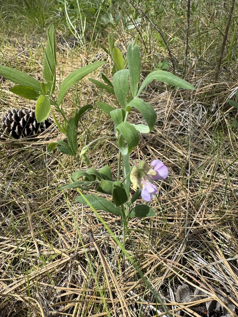 Drypark Pea photo 3