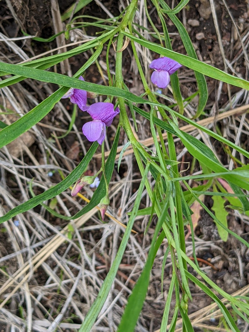 Drypark Pea photo 4