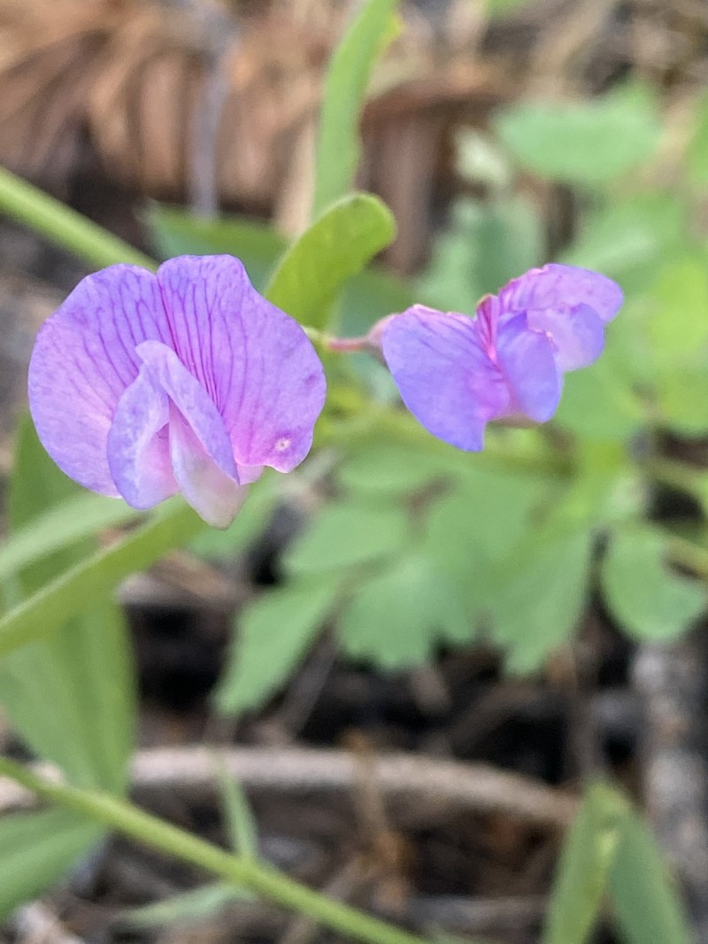Drypark Pea photo 5