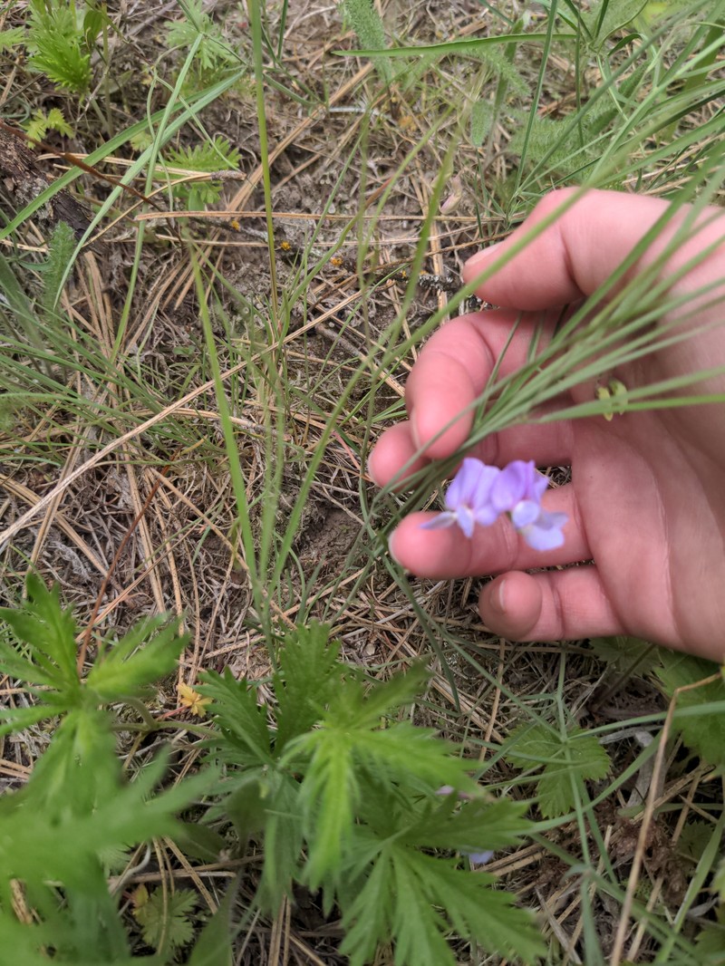 Drypark Pea photo 6