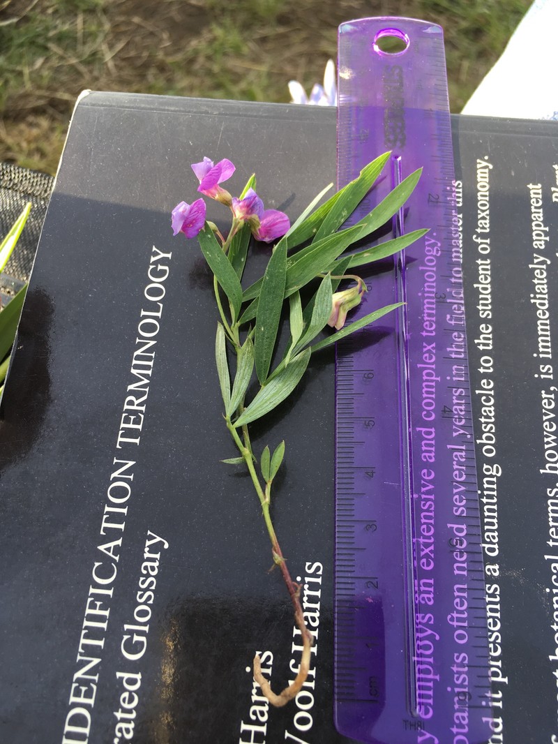 Drypark Pea photo 7