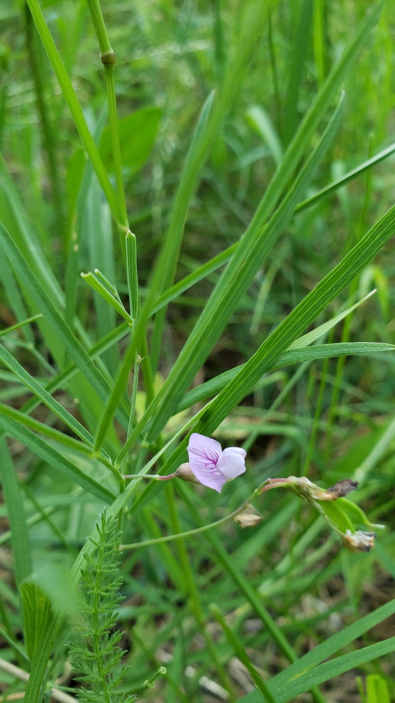 Drypark Pea photo 8