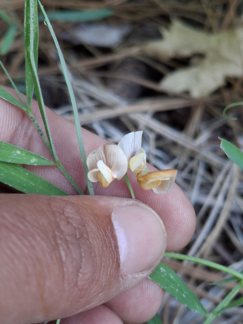 Lathyrus lanszwertii var. lanszwertii