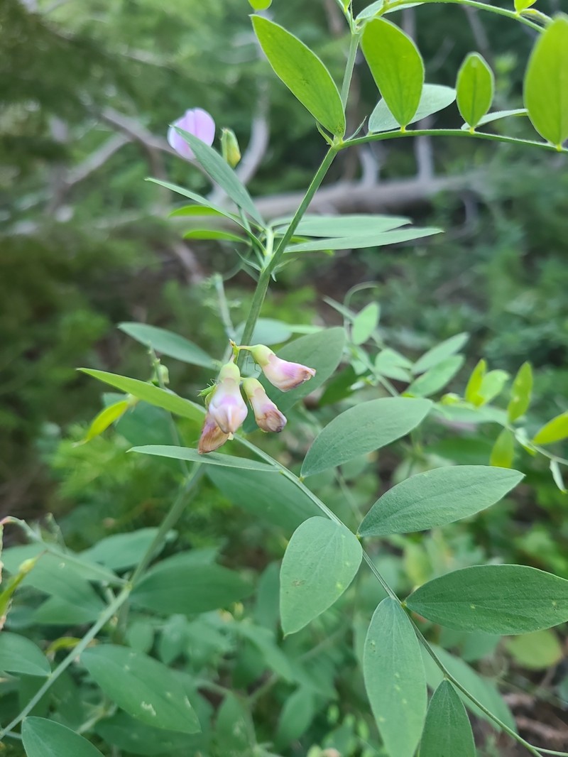 Lathyrus lanszwertii var. lanszwertii photo 2