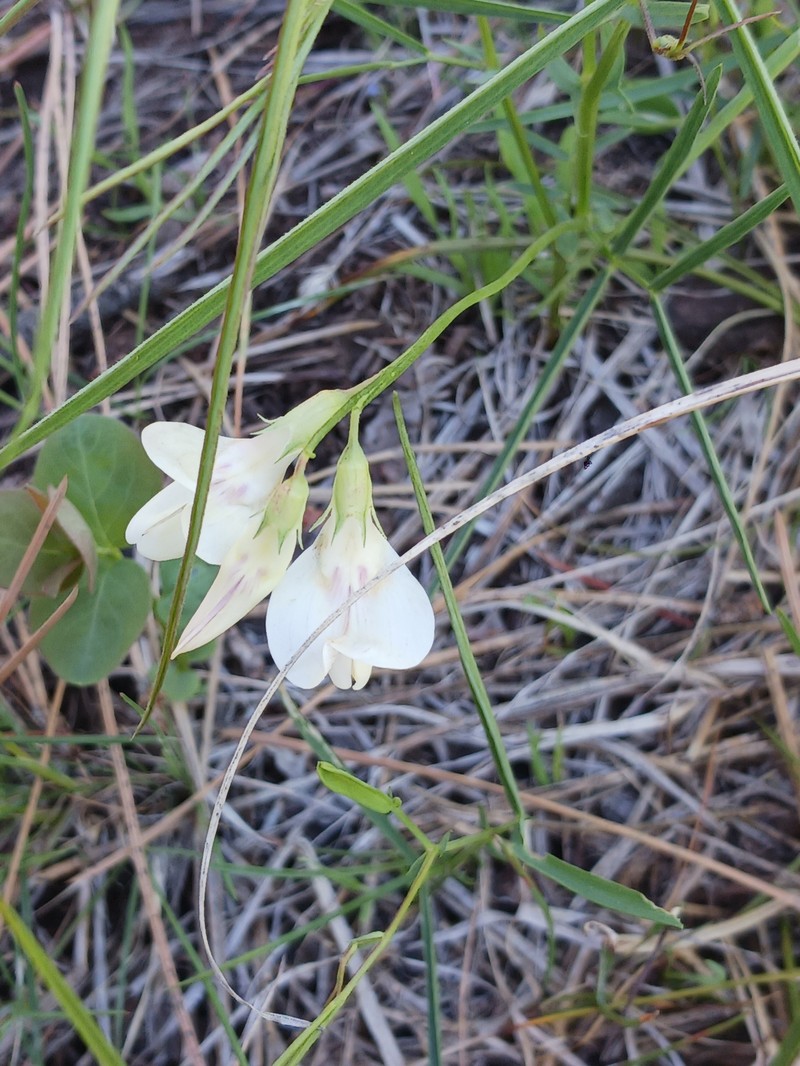 Lathyrus lanszwertii var. lanszwertii photo 3