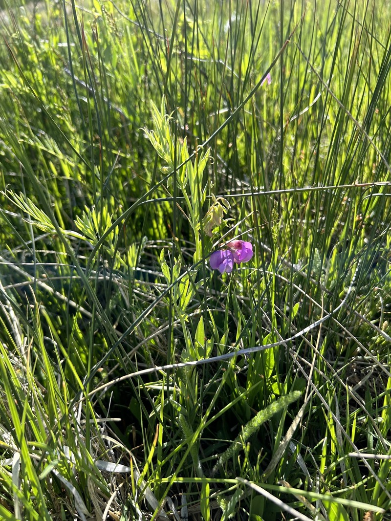 Lathyrus lanszwertii var. lanszwertii photo 5