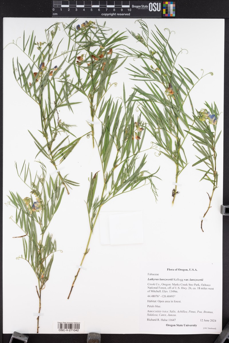 Lathyrus lanszwertii var. lanszwertii photo 6