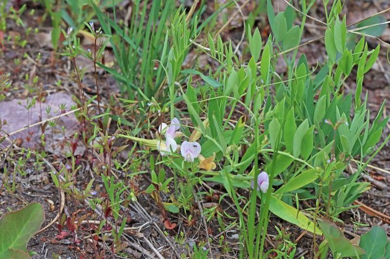 Lathyrus lanszwertii var. pallescens