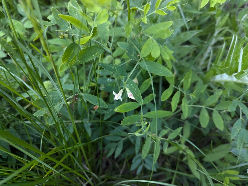 Lathyrus lanszwertii var. pallescens photo 2
