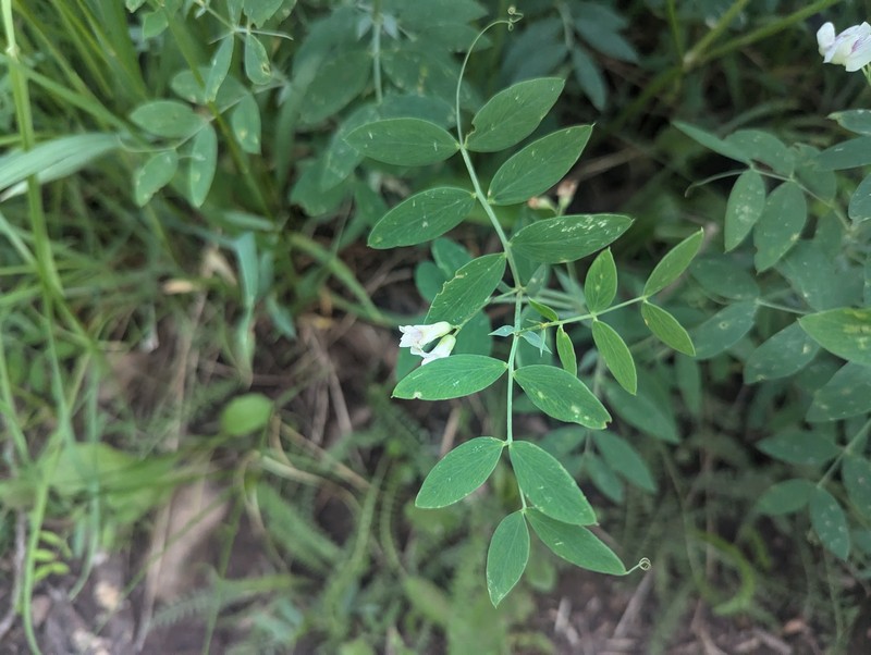 Lathyrus lanszwertii var. pallescens photo 3