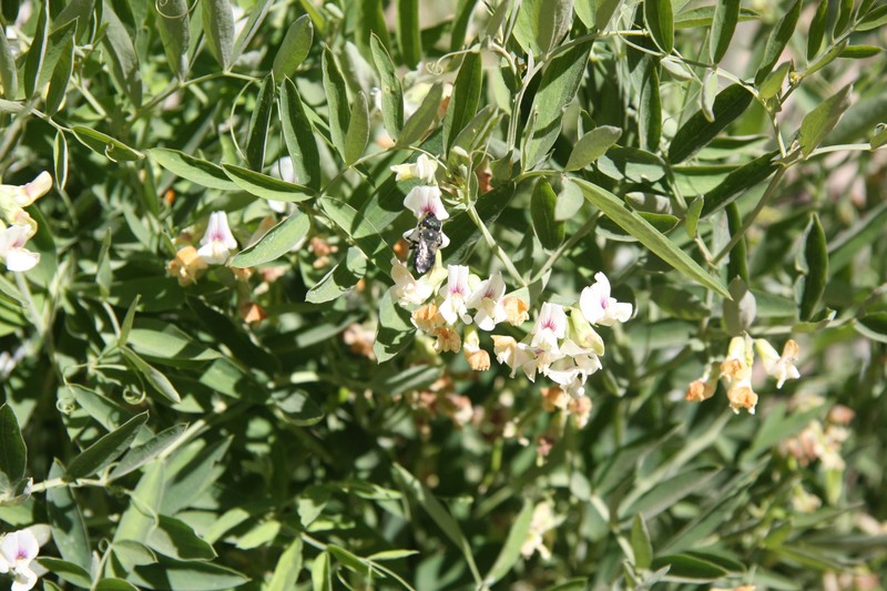 Lathyrus lanszwertii var. pallescens photo 4