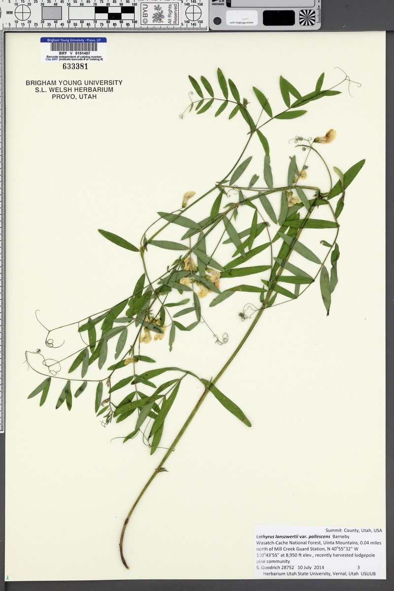 Lathyrus lanszwertii var. pallescens photo 5