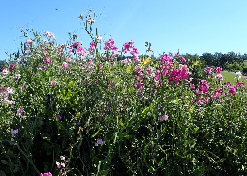 Perennial Pea photo 2