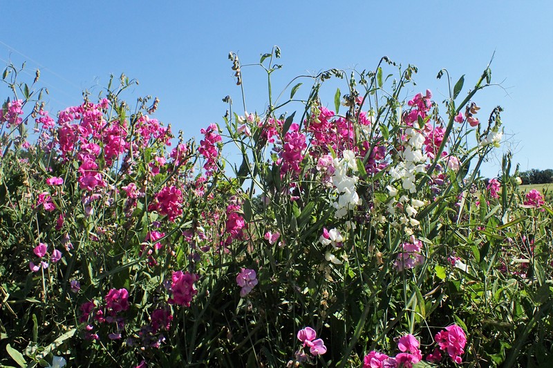 Perennial Pea photo 3