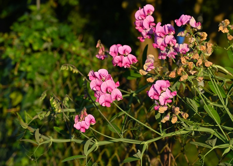 Perennial Pea photo 4