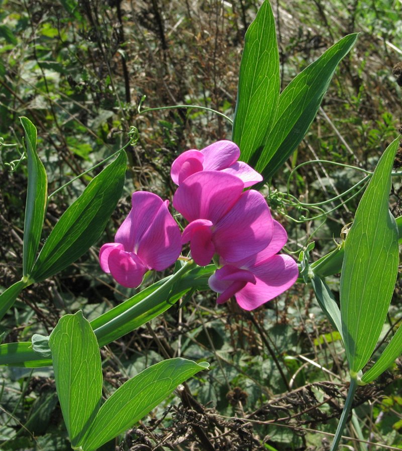 Perennial Pea photo 5