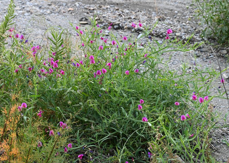 Perennial Pea photo 6