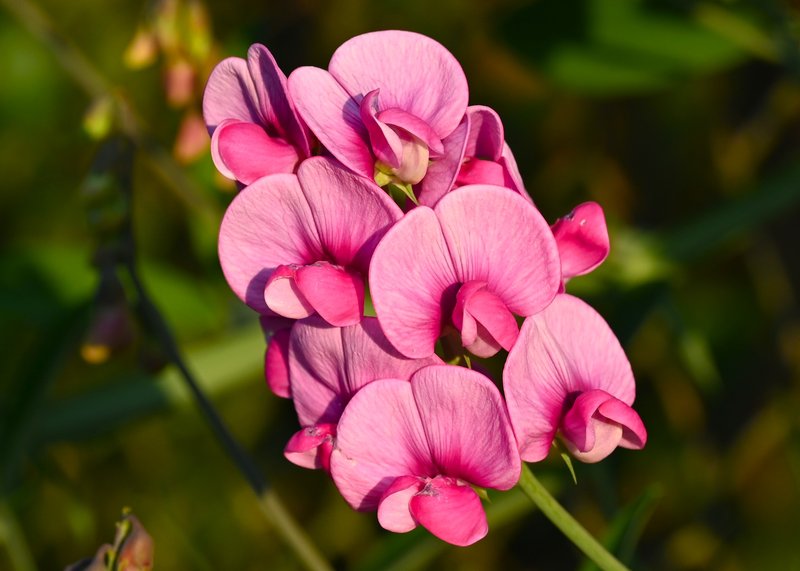 Perennial Pea photo 7
