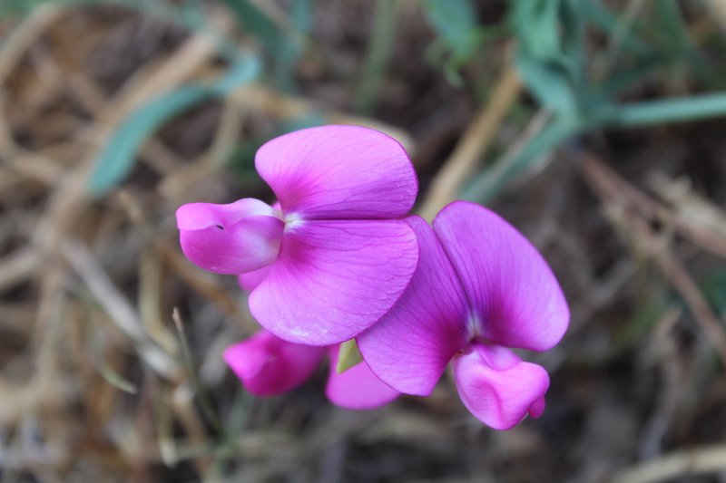 Perennial Pea photo 8