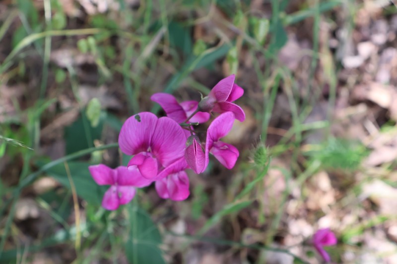 Lathyrus latifolius subsp. latifolius