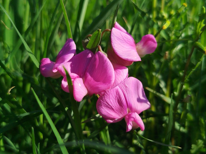 Lathyrus latifolius subsp. latifolius photo 2