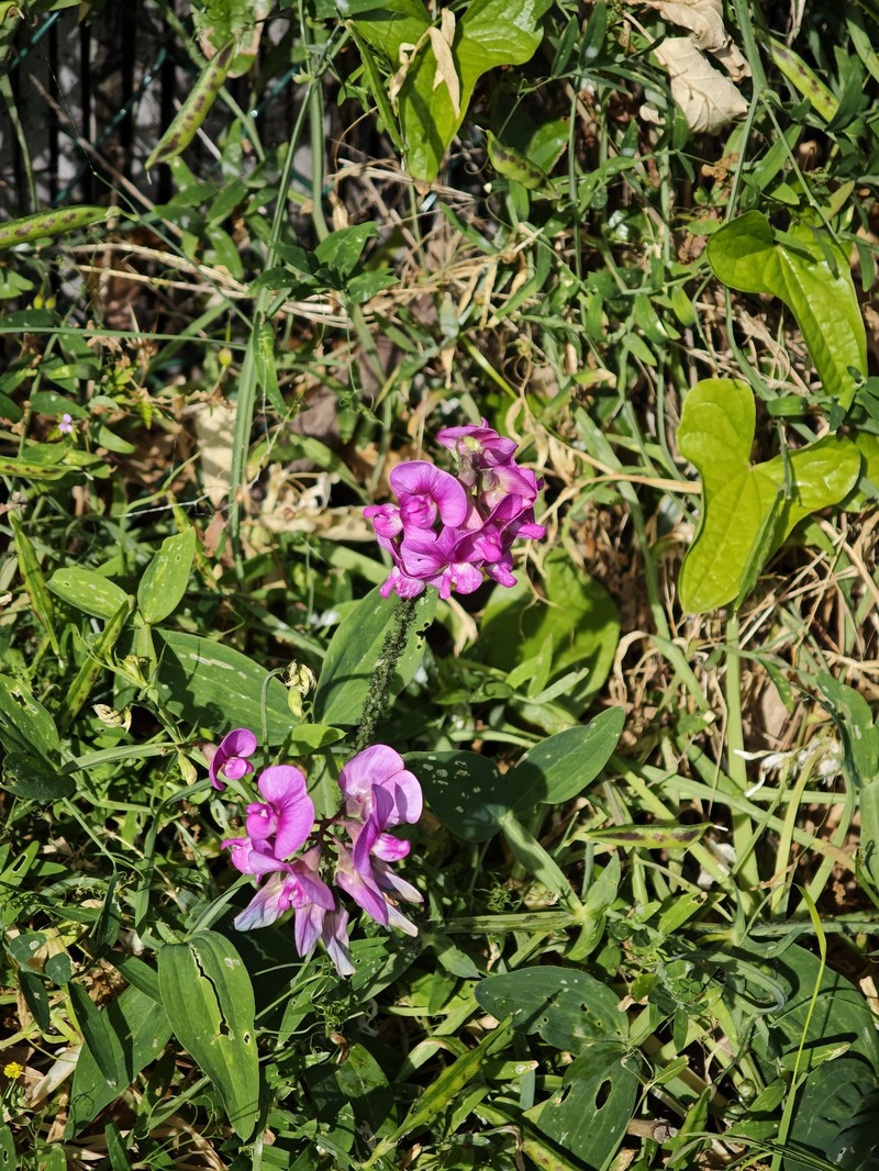 Lathyrus latifolius subsp. latifolius photo 3