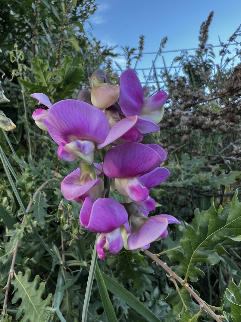Lathyrus latifolius subsp. latifolius photo 4