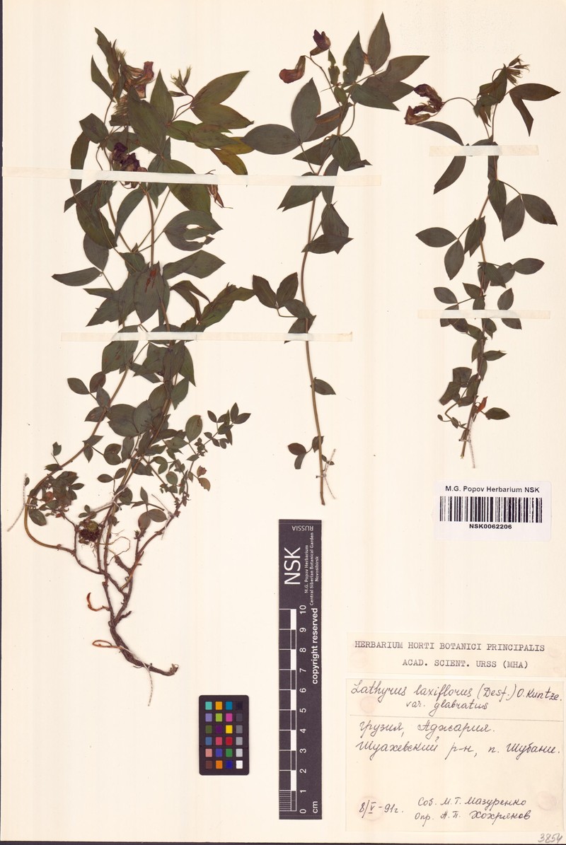 Lathyrus laxiflorus subsp. laxiflorus