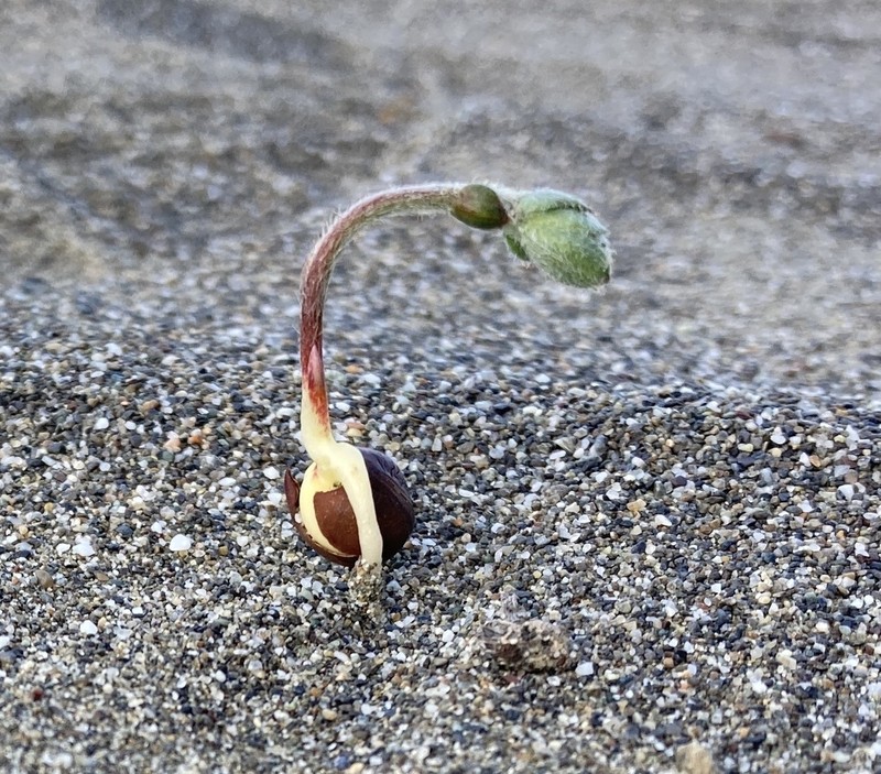Silky Beach Pea