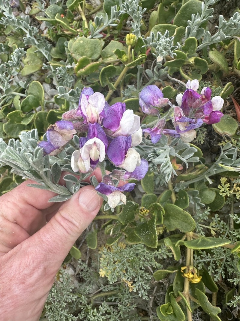 Silky Beach Pea photo 2