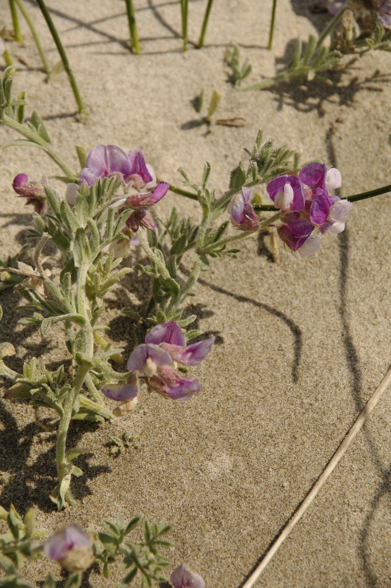 Silky Beach Pea photo 3