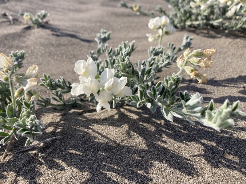 Silky Beach Pea photo 4