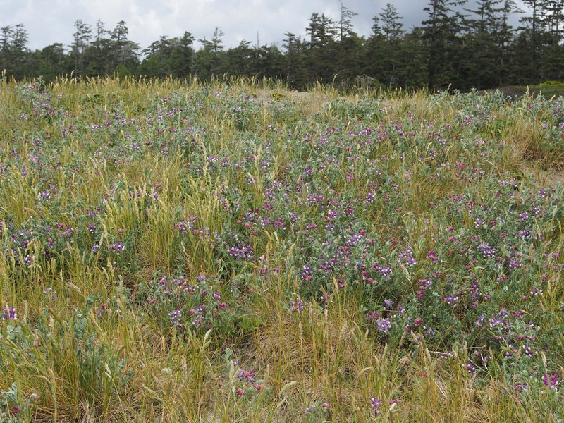 Silky Beach Pea photo 6