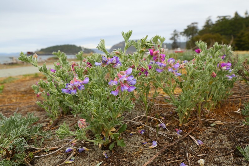 Silky Beach Pea photo 7