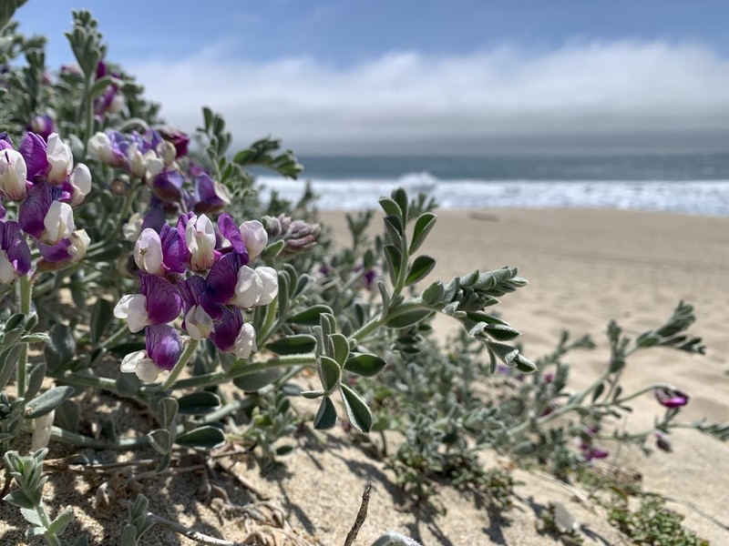 Silky Beach Pea photo 8