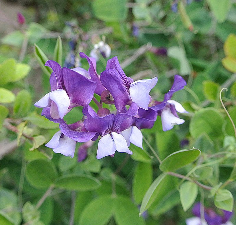 Lathyrus magellanicus