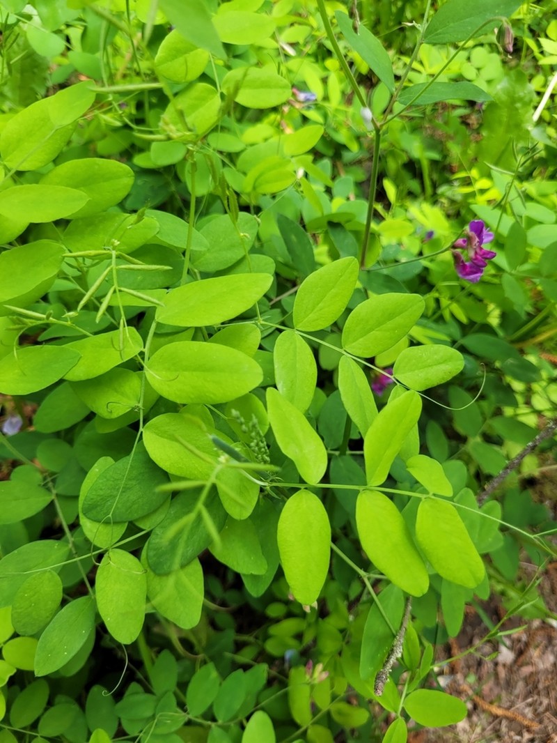 Sierra Pea photo 2