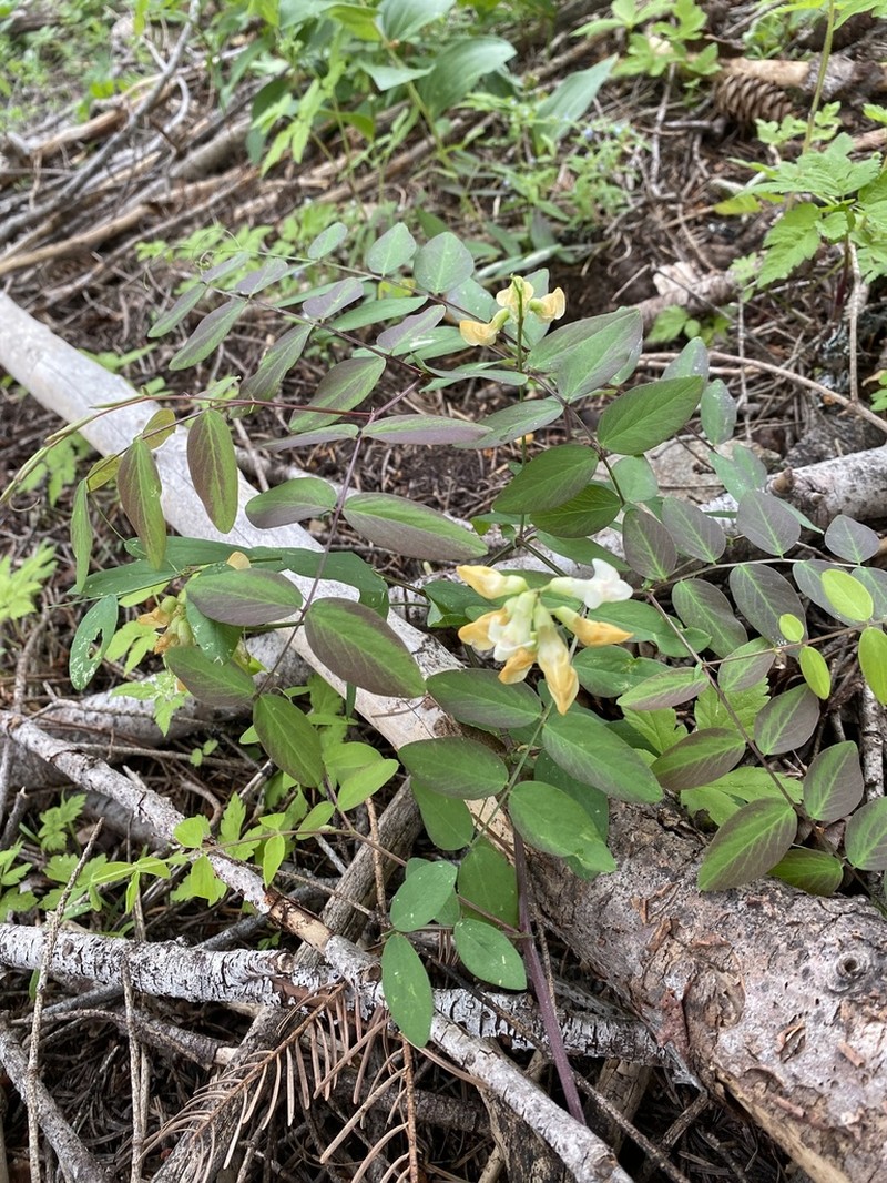 Sierra Pea photo 8