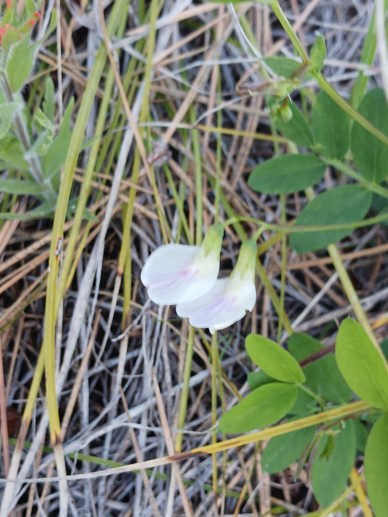 Lathyrus nevadensis var. cusickii