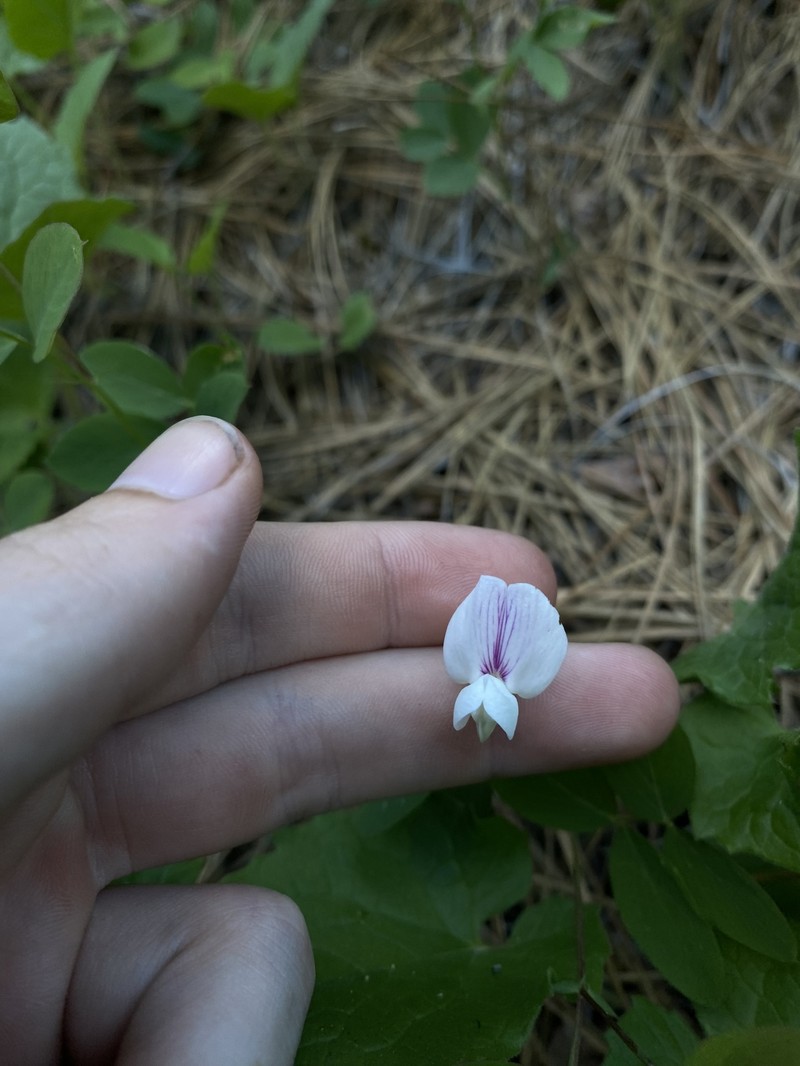 Lathyrus nevadensis var. cusickii photo 2