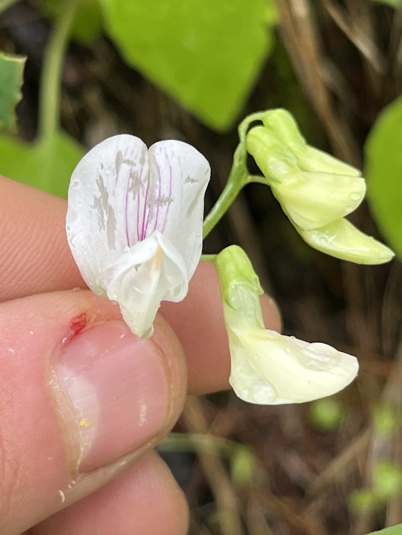 Lathyrus nevadensis var. cusickii photo 3