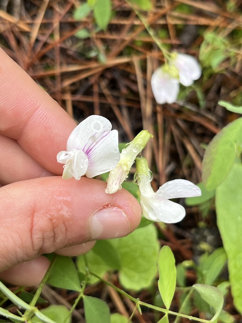 Lathyrus nevadensis var. cusickii photo 4