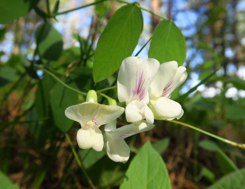 Lathyrus nevadensis var. cusickii photo 5