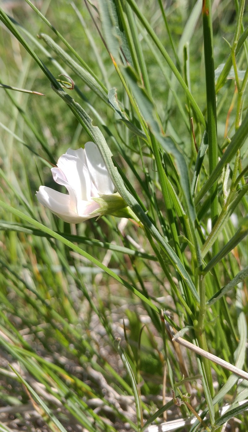 Lathyrus nevadensis var. cusickii photo 6